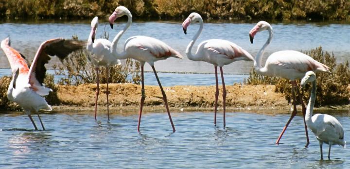 Voyage sur-mesure, Ria Formosa